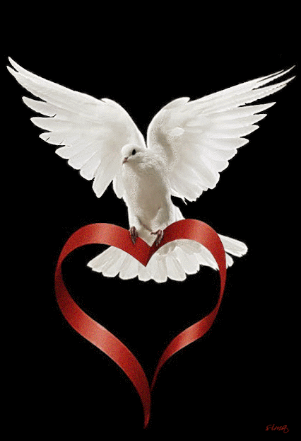 colombe de la paix, ruban rouge, amour