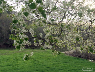 printemps, fleurs de cerisier, blossom, spring, nature