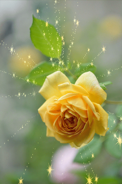 rose jaune etincelante