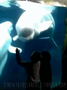beluga, enfants, peur, parc dattractions, sea world, exploitation animale