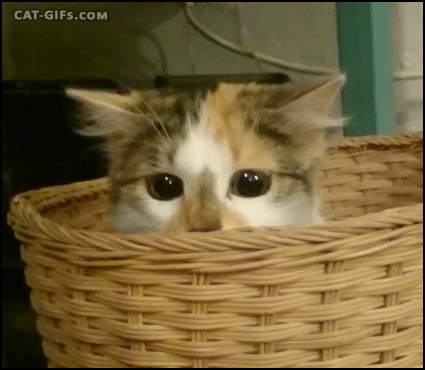 chaton dans un panier, kitten in a basket