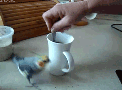 perruche, perroquet, rouner, tasse de cafe