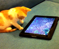 chaton, mignon, jouer, tablette