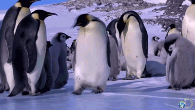 pingouin, glissade, tomber, chute