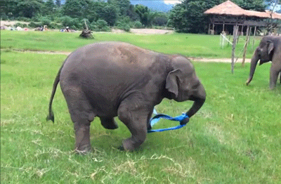 animal, bebe elephant, elephanteau, jouer
