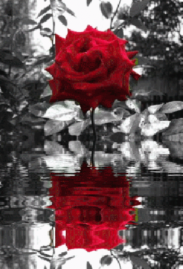 rose rouge, noir et blanc, fleur