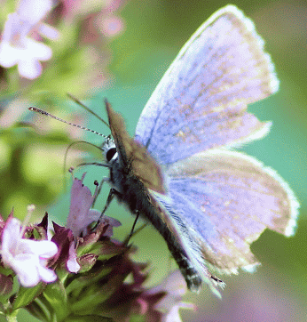 nature, papillon