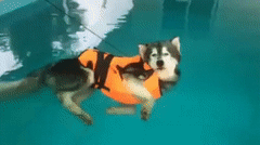 chien, piscine, eau, husky qui flotte
