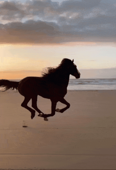 cavalo, cheval au galop, coucher de soleil