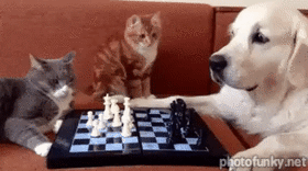 chaton, chat et chien qui jouent aux échecs
