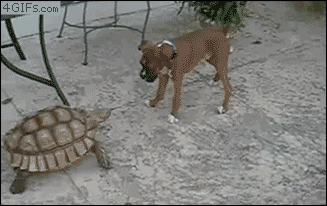 chien drole, peur de la tortue, dog, lol, funny, animal