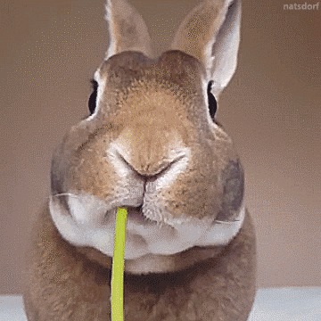 profil, lapin qui mange un pissenlit