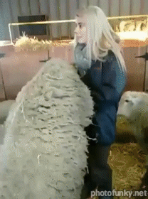 mouton, femme