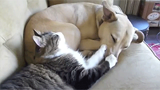 animal chat chien dormir calin Image, GIF animé