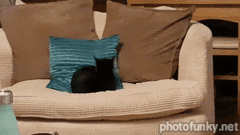 chat qui essaie d'attraper sa queue, canapé, chaton mignon