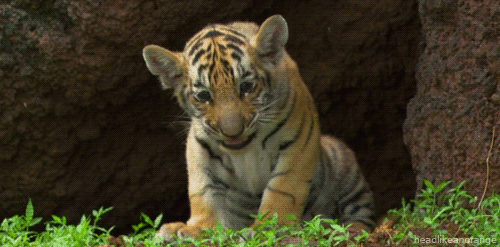 bebe tigre, animal, mignon, cute