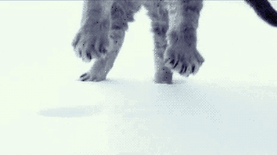 chat qui tombe dans la neige hiver Image, GIF animé