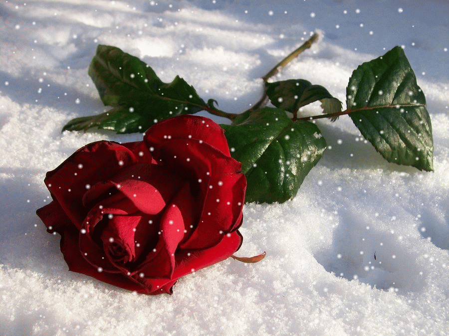 red rose, snow