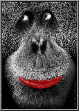 singe orang outan bisou Image, GIF animé