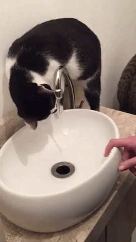 chat, eau du robinet, boire