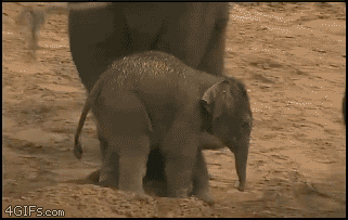 elephant, pousser elephanteau, chute, tomber
