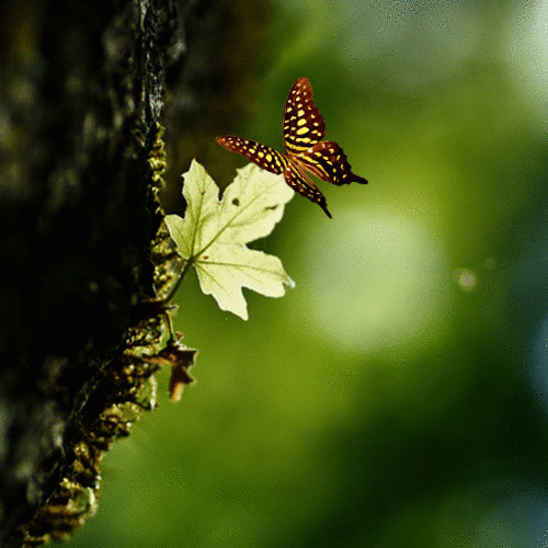 papillon, feuille, nature