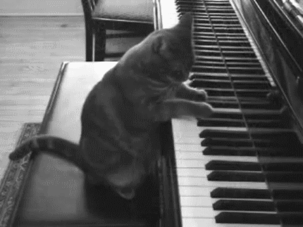 animal, chat, piano
