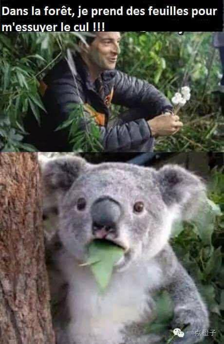 dans la foret je prends des feuilles pour m essuyer le cul, man vs wild, koala, meme