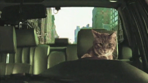 chat qui conduit une voiture