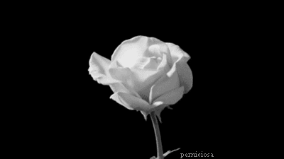 rose blanche qui s ouvre, fleurir, fleur, noir et blanc