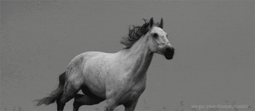 cavalo, cheval au galop, noir et blanc