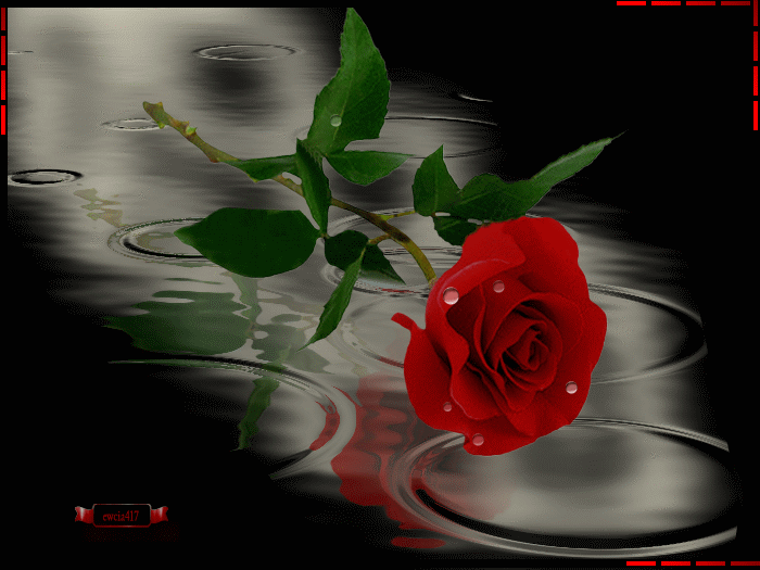 rose rouge, pluie, red rose, rain