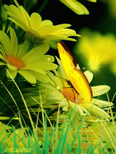 papillons, papillon, insecte, fleurs
