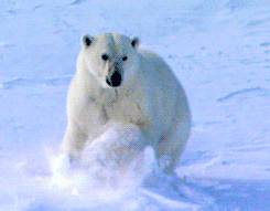 ours polaire, jouer dans la neige, arctique, banquise, polar bear