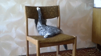 chat, acrobate, acrobaties, chaise