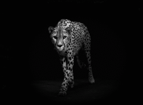 grand felin, leopard, guepard, panthere, noir et blanc