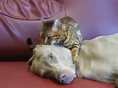 chat massage chien Image, GIF animé