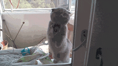 chat, gratter a la vitre, tomber, animal, fail