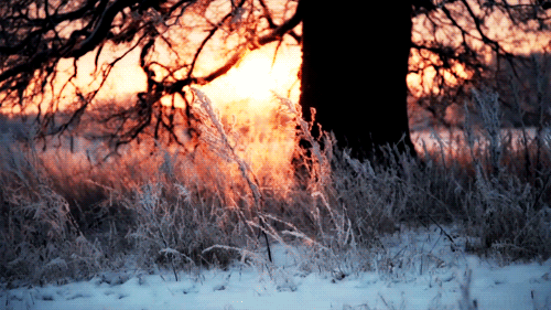 neige, paysage, arbre, hiver, lever de soleil, cinemagraph