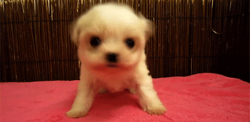 dog, chien, small, petit, cute, mignon, puppy, chiot, non