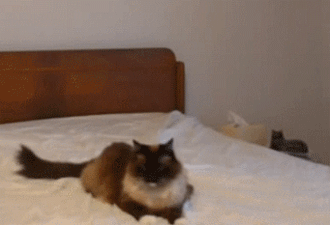 chats sur le lit animal lol Image, GIF animé