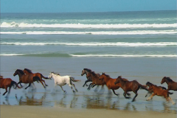 chevaux au galop, galoper sur la plage, ocean