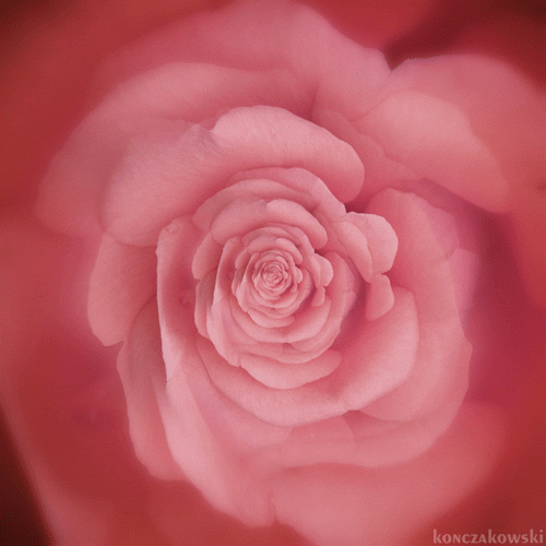 flor, fleur rose