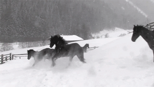 cheval, chevaux, courir, neige, galoper, animal