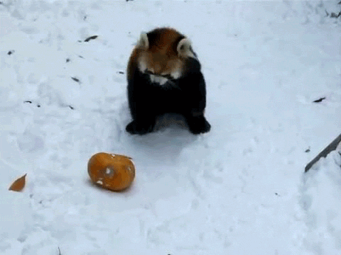 renard, panda roux, neige, orange, attraper