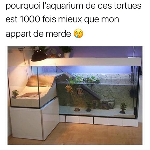 pourquoi l aquarium de ces tortues est 1000 fois mieux que mon appart de merde, meme