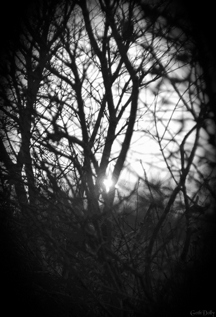 soleil, arbre, noir et blanc, nature