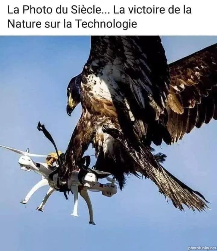 la photo du siècle la victoire de la nature sur la technologie, aigle, drone