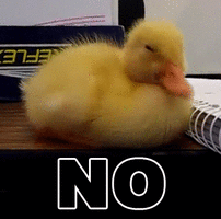 pato, no, canard, caneton, non