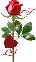 rose de l amour